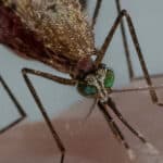Генетики вывели суперкомара, который нравится самкам и не болеет малярией