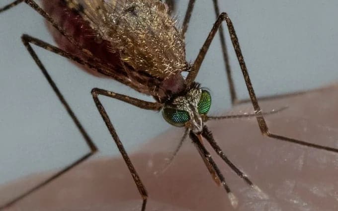 Генетики вывели суперкомара, который нравится самкам и не болеет малярией