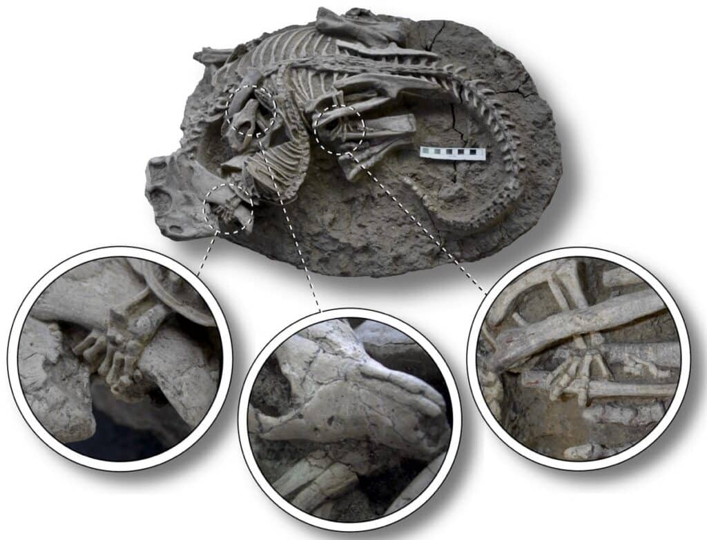 Окаменелые останки Repenomamus robustus и Psittacosaurus lujiatunensis