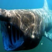 Плавая, гигантская акула держит рот открытым, чтобы пропускать большие объемы воды и фильтровать планктон