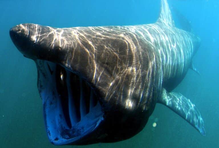 Плавая, гигантская акула держит рот открытым, чтобы пропускать большие объемы воды и фильтровать планктон