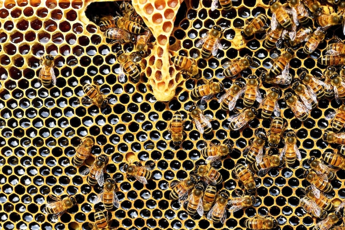 Биологи поняли, зачем пчелы строят соты не шестигранной формы