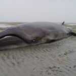 Биологи выяснили образ жизни загадочных карликовых китов