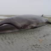 Гладкий карликовый кит, выбросившийся на берег