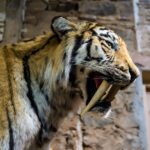 Находки с Дальнего Востока помогли раскрыть генетическую эволюцию древних тигров