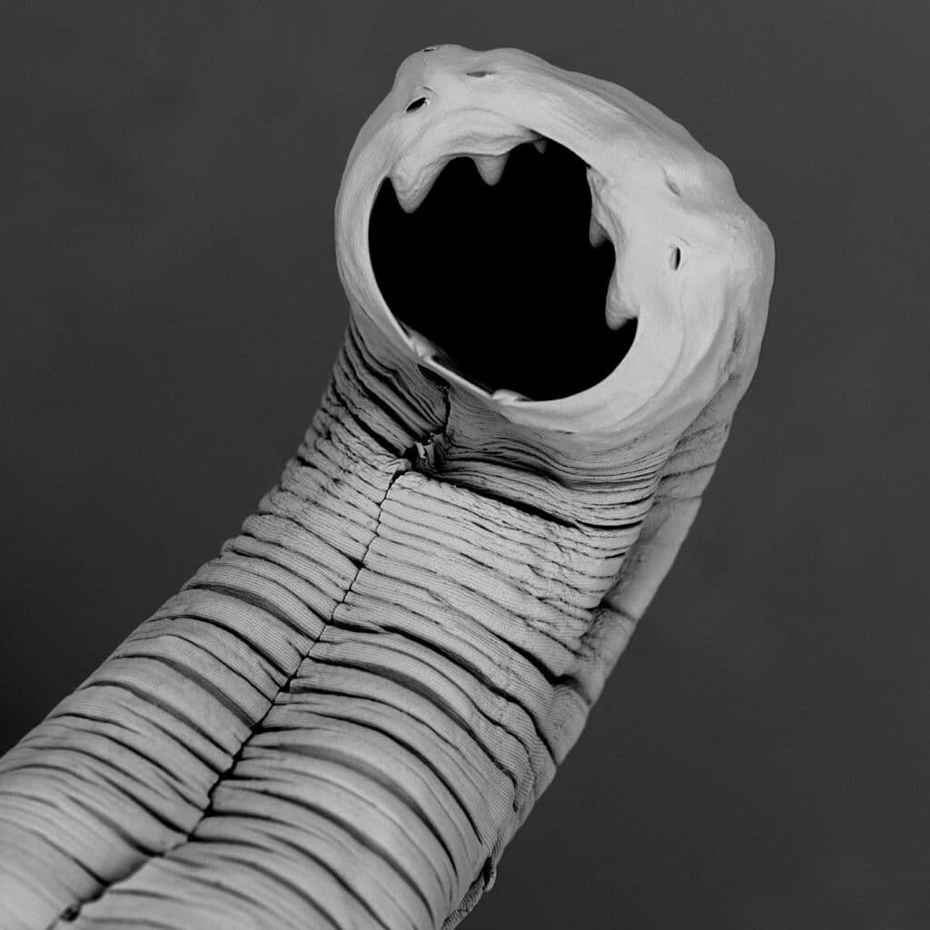 Necator americanus под микроскопом