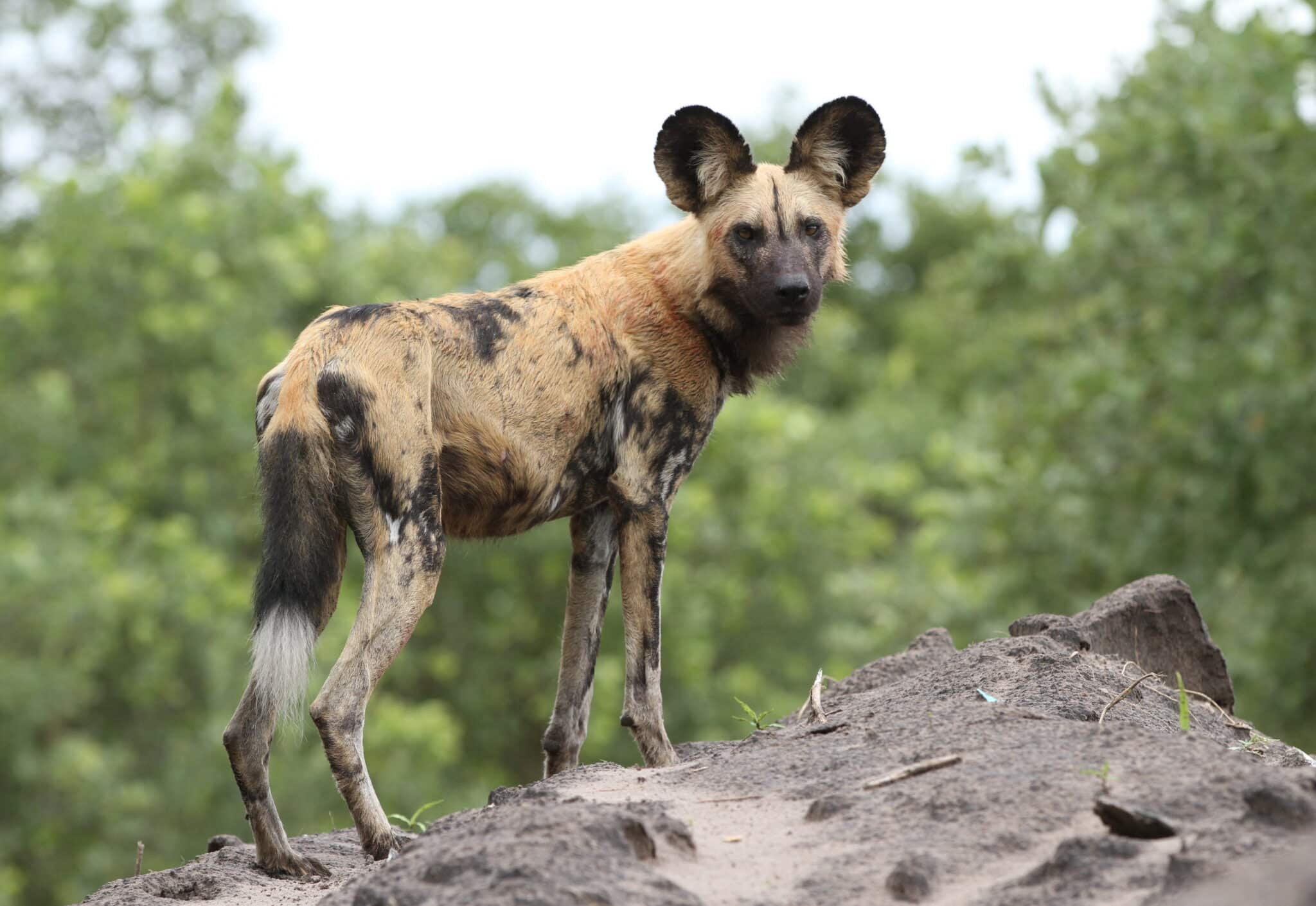 Зоологи предрекли смерть африканской гиеновидной собаке