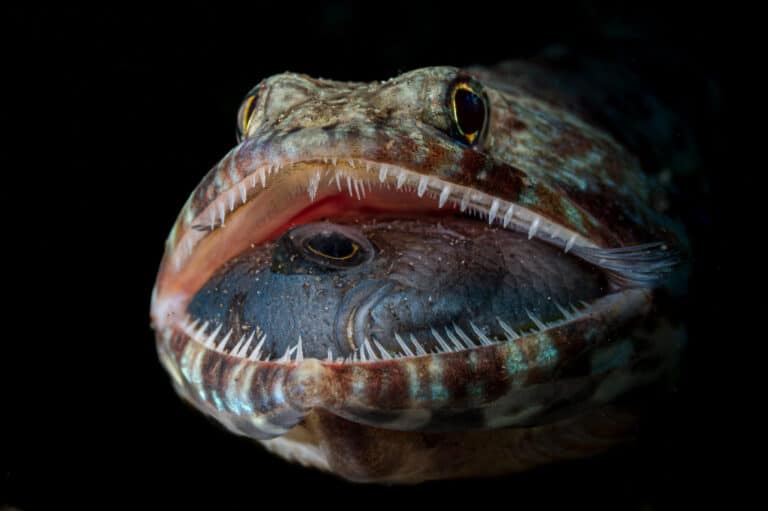 Сюрприз во рту ящероголовой рыбы / © Jack Pokoj