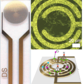 Верхнее слева — фото сенсора, где сам сенсор — это круг семь миллиметров в диаметре. Справа — его оптическое изображение (предоставлено авторами исследования). Справа внизу — концепт работы сенсора, то, каким образом на нити адсорбируются молекулы газов / © ACS Applied Nano Materials