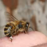 Биоинженеры предложили переделать шприцы по образцу пчелиного жала