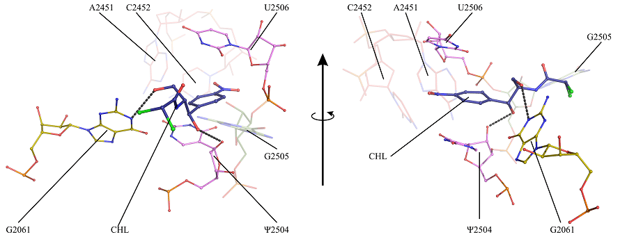 Структура неканонического комплекса хлорамфеникола с рибосомой E. coli (кишечная палочка) / ©Пресс-служба ЮУрГУ