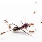 Компьютерная игра подсказала способ повлиять на исход сражений между муравьями