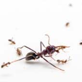Схватка австралийского мясного муравья с несколькими аргентинскими