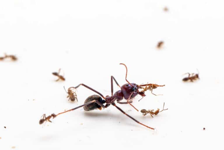 Схватка австралийского мясного муравья с несколькими аргентинскими