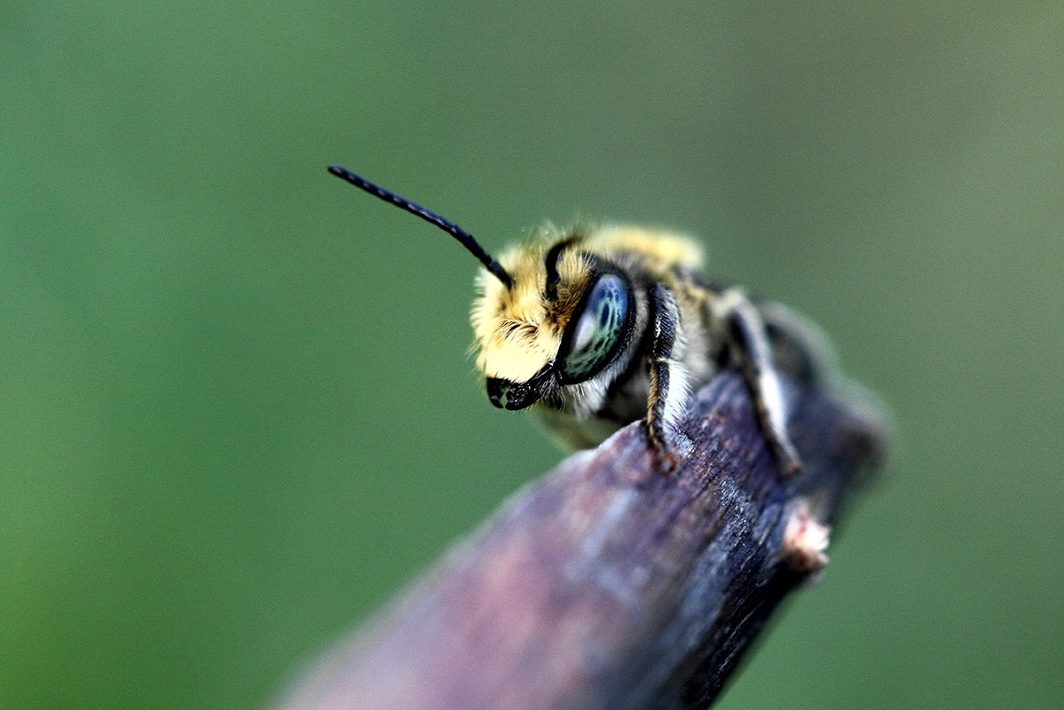 Биологи выяснили, когда и где появились пчелы