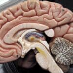 Нейрофизиологи показали, что пережитые травмы навсегда меняют анатомию мозга