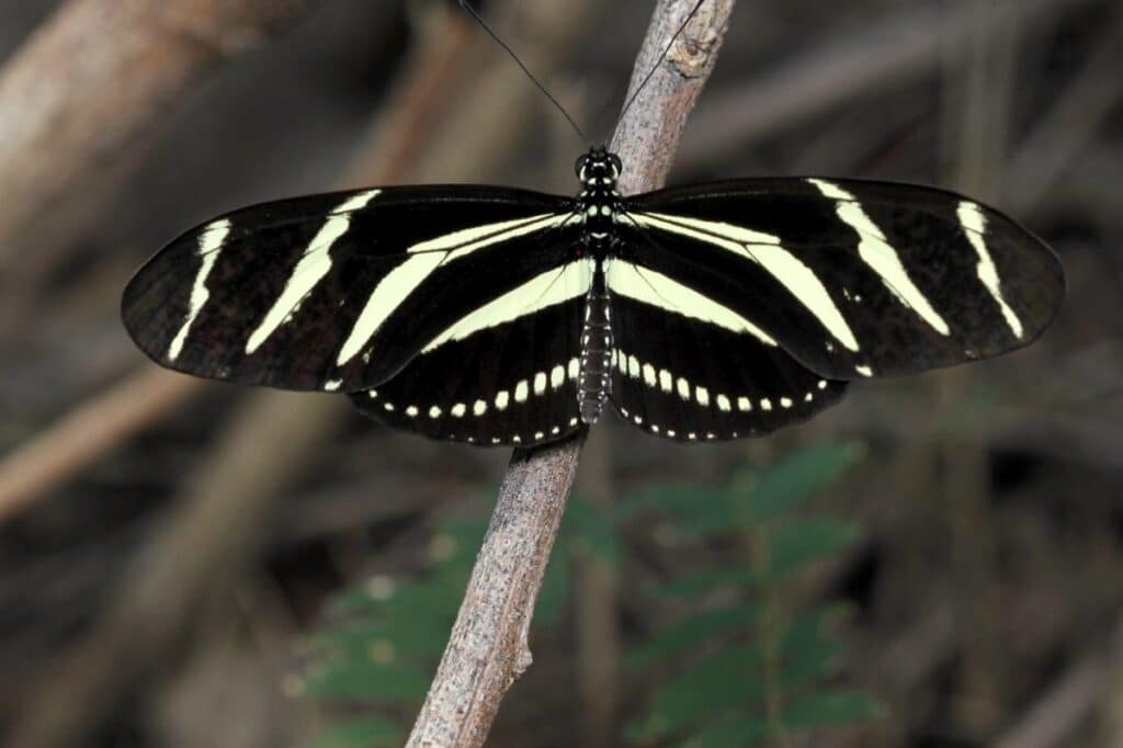 Геликонида Heliconius charithonia