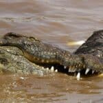 Крокодилы могут атаковать детей, распознавая эмоции в их плаче