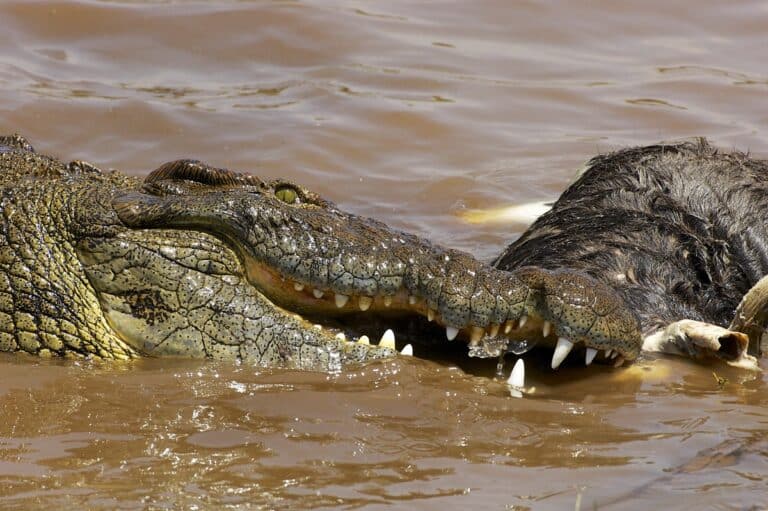 Нильские крокодилы — высшие хищники, основу диеты которых составляют млекопитающие