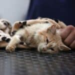 Кипрские кошки, массово гибнущие из-за коронавируса, получат лекарство от Covid-19