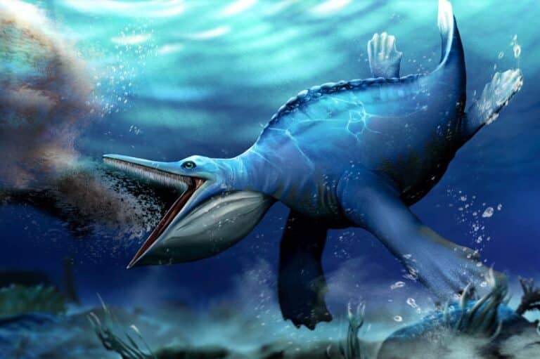 Морской ящер Hupehsuchus фильтрует воду: реконструкция палеохудожника