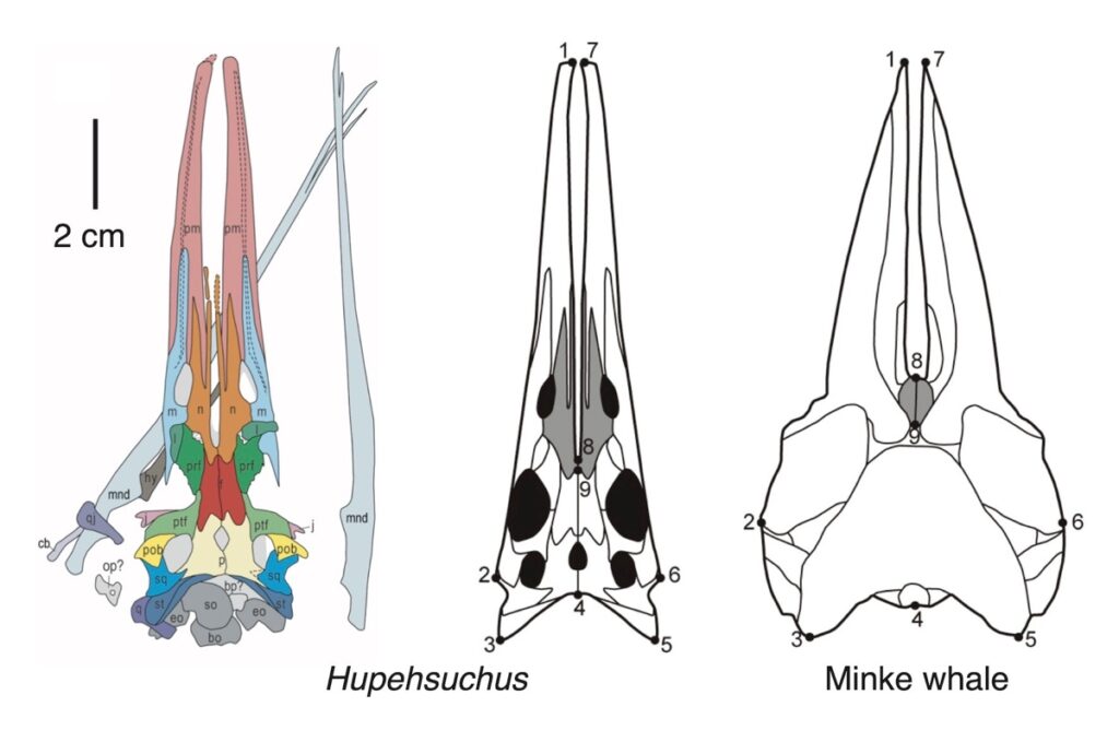 Череп Hupehsuchus (слева и в центре) и малого полосатика, некрупного усатого кита