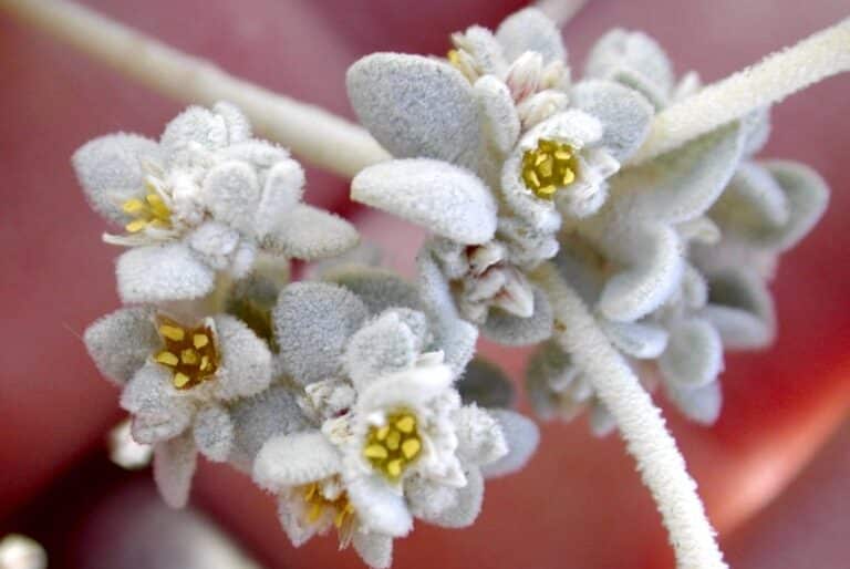 Tidestromia oblongifolia