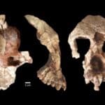 Найденные в Турции останки показали, что наши самые ранние предки пришли в Африку из Евразии