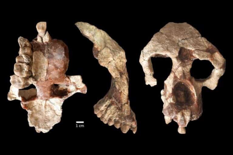 Фрагменты черепа Anadoluvius turkae / © Sevim-Erol, A., Begun, D.R., Sözer, Ç.S. et al.