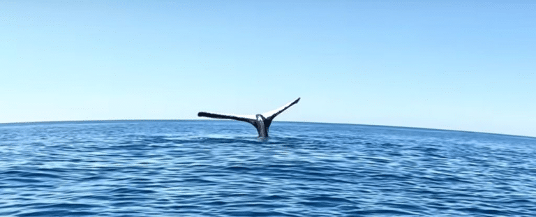 Хвост горбатого кита, торчащий из воды / © Brodie Moss / YBS Youngbloods crew / YouTube