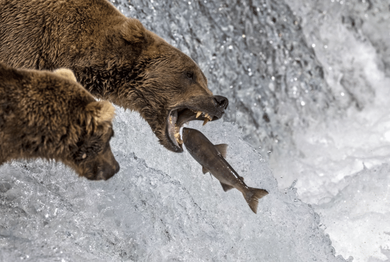Медведи на рыбалке / © John Moore