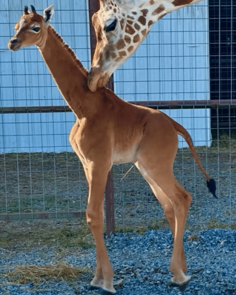 В зоопарке Брайтс в Теннесси родился жираф без пятен / © Bright’S Zoo / TMX / Reuters