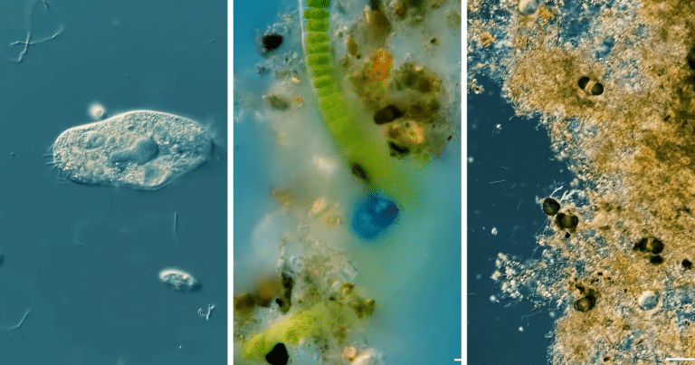 Жизнь в микроскопическом мире дождевых луж / © Journey to the Microcosmos