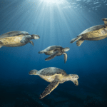 Морские черепахи: 120 миллионов лет эволюции