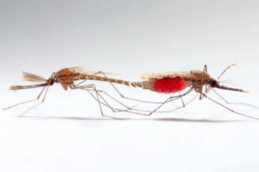 Anopheles gambiae в процессе спаривания