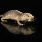 Ген долголетия голых землекопов продлил жизнь мышам