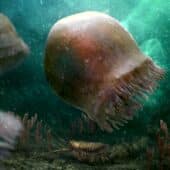 Медуза Burgessomedusa phasmiformis: реконструкция палеохудожника