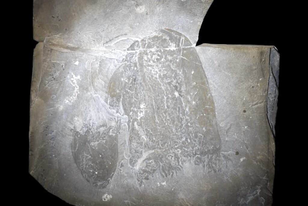 На отпечатке Burgessomedusa phasmiformis отчетливо видны многочисленные щупальца