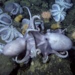 Осьминоги обустроили ясли у теплых источников на дне океана