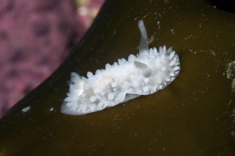 Голожаберный моллюск Onchidoris muricata