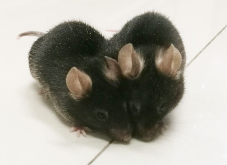 Две сшитые друг с другом мыши