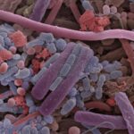 Выводы ученых помогут в развитии новых способов борьбы с бактериями