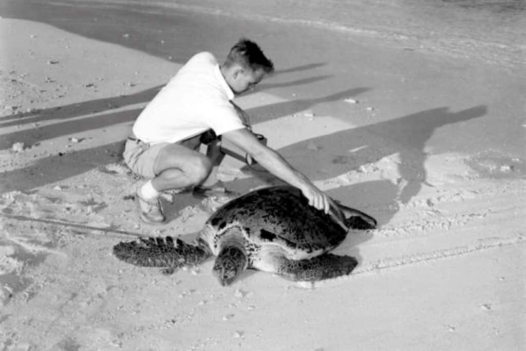 Архивный снимок: сотрудник Комиссии по атомной энергии США обследует зеленую черепаху (Chelonia) счетчиком Гейгера. Маршалловы острова, 26 июля 1957 года