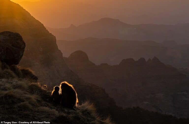 Силуэты обезьян гелада / © Turgay Uzer