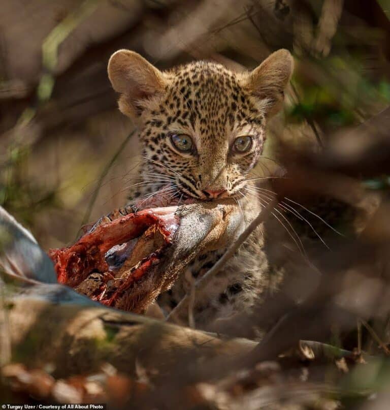 Детеныш леопарда ест убитую импалу в Замбии / © Turgay Uzer