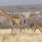 В дикой природе впервые обнаружили жирафа без пятен