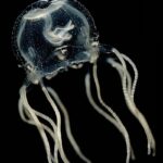 Не имеющие мозга медузы оказались способны учиться на своих ошибках