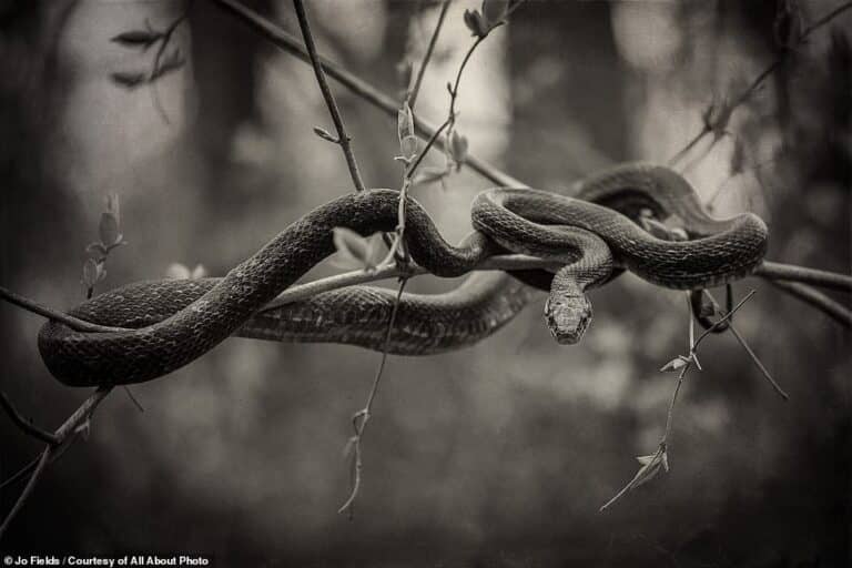 Неядовитая крысиная змея на ветке / © Jo Fields