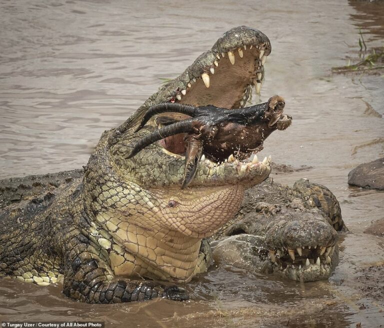 Крокодил поедает антилопу гну в реке Мара в Кении / © Turgay Uzer