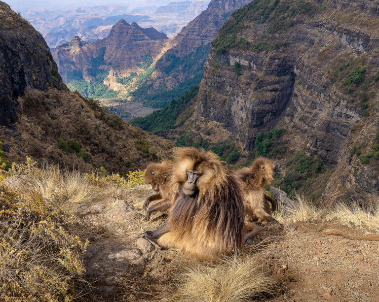 Стая обезьян гелада в горах Симиен в Эфиопии / © Turgay Uzer